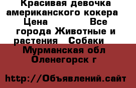 Красивая девочка американского кокера › Цена ­ 35 000 - Все города Животные и растения » Собаки   . Мурманская обл.,Оленегорск г.